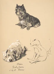 Cairn, Sealyham y Bull Terrier, 1930, Ilustraciones de su Sketch Book usado para Just Among Friends, Aldin, Cecil Charles Windsor (1870-1935), publicado posteriormente por Eyre and Spottiswoode Limited, 1934