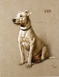 Jim, un Bull Terrier