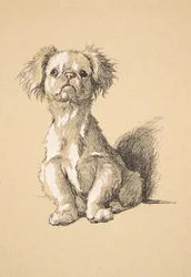 Peke, 1930, Ilustraciones de su Sketch Book usado para Just Among Friends, Aldin, Cecil Charles Windsor (1870-1935), publicado posteriormente por Eyre and Spottiswoode Limited, 1934