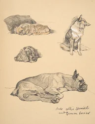 Peke, Collie, Spaniel y Boxer Alemán, 1930, Ilustraciones de su Libro de Bocetos para 