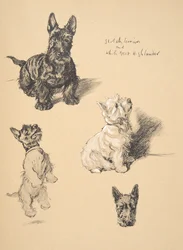 Terrier escocés y West Highlander blanco, 1930, Ilustraciones de su Sketch Book usado para Just Among Friends, Aldin, Cecil Charles Windsor (1870-1935), publicado posteriormente por Eyre and Spottiswoode Limited, 1934