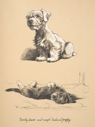 Sealyham y cachorro de Rough Dachund, 1930, Ilustraciones de su cuaderno de bocetos utilizado para Just Among Friends, publicado más tarde por Eyre y Spottiswoode Limited, 1934