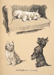 West Highlanders y Scotch, 1930, Ilustraciones de su cuaderno de bocetos utilizado para Just Among Friends, publicado más tarde por Eyre y Spottiswoode Limited, 1934