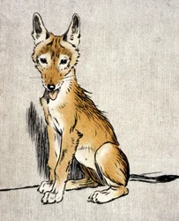 Chacal joven, c.1900 (grabado)