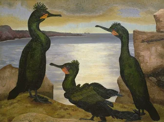 Cormoranes moñudos