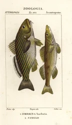 Tambor Shi, Umbrina cirrosa 1 y cingle, zingel, Zingel zingel 2