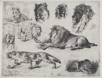 Estudio de leones