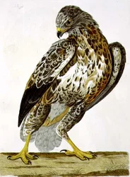 El ratonero común (Buteo buteo) lámina de 