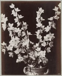 Estudio de flores con maceta de colonia