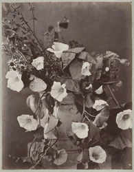 Estudio de flores con maceta de colonia