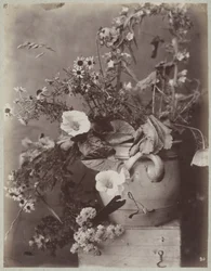 Estudio de flores con maceta de colonia en caja