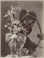 Estudio de flores con jarrones de cristal.