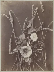 Estudio de flores con mazorcas de maíz