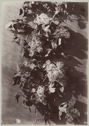 estudio de flores con ramas