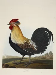 Gallo, Phasianus, de «Una selección de aves británicas», publicado en 1835
