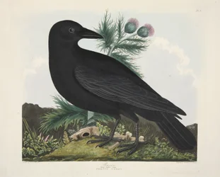 Cuervo, Corvus Corax, de 