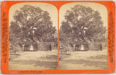 El Árbol de María. Heliópolis, Egipto