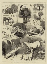 Los caballos Broncho en el Royal Aquarium