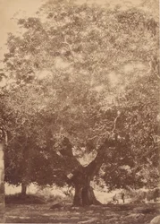 El nogal del emperador Carlos V, Yuste, 1858