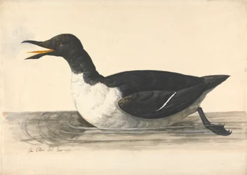 A Guillemot, junio de 1742