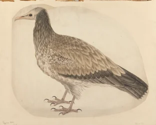 Alimoche