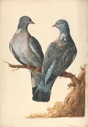 Dos palomas torcaces