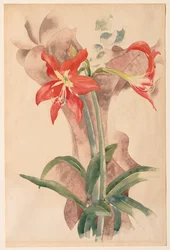 Amarilis