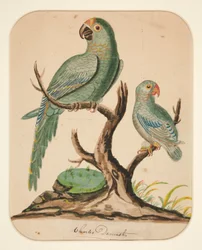 Dos loros en un árbol estéril