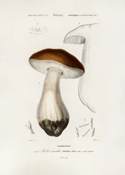 Boletus común (Boletus edulis)