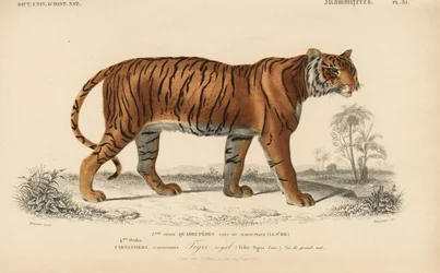 Tigre real, del "Dictionnaire Universel d