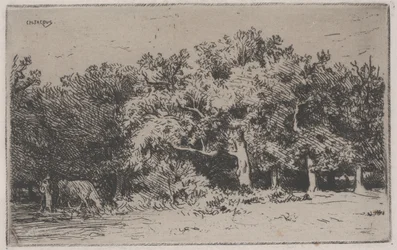 Un rincón del bosque de Fontainebleau
