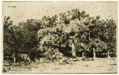 Una parte del bosque de Fontainebleau
