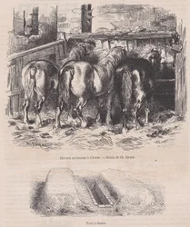 Caballos percherones en el establo, Fosa de estiércol, de Magasin Pittoresque, ca. 1852