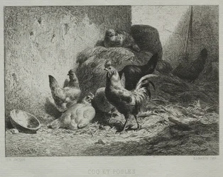 Gallo y gallinas