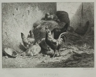 Gallo y gallinas.