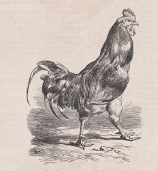 Gallo de granja, raza común, del Magasin Pittoresque, ca. 1852