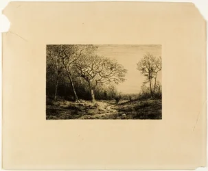 Borde de un bosque