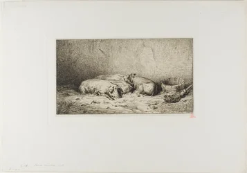 Cuatro Cerdos Durmiendo