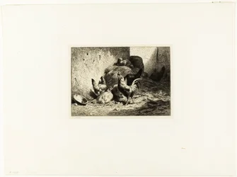 Gallo y gallinas