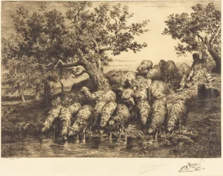 Ovejas en el abrevadero