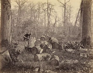 Bosque de Fontainebleau