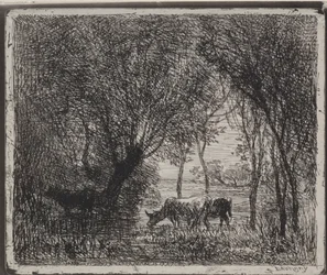 Vacas en el bosque