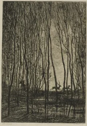 Ciervos en el Bosque