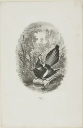 La urraca