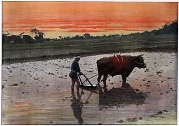 Preparación de una plantación de arroz en Japón, c1890
