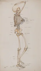 Estudio [Esqueleto humano (con los huesos marcados)], c.1884 (acuarela)