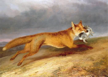 Zorro llevándose un conejo