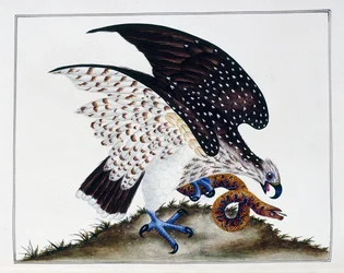 Ave de presa con serpiente, 1808-21