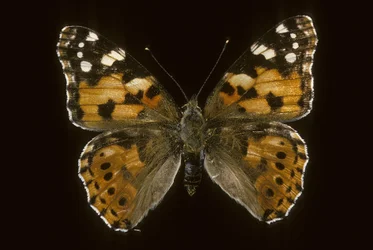Cynthia cardui, Hijastra, Vanesa de los Cardos