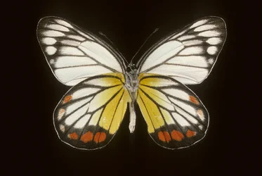 Delias hyparete, Macho